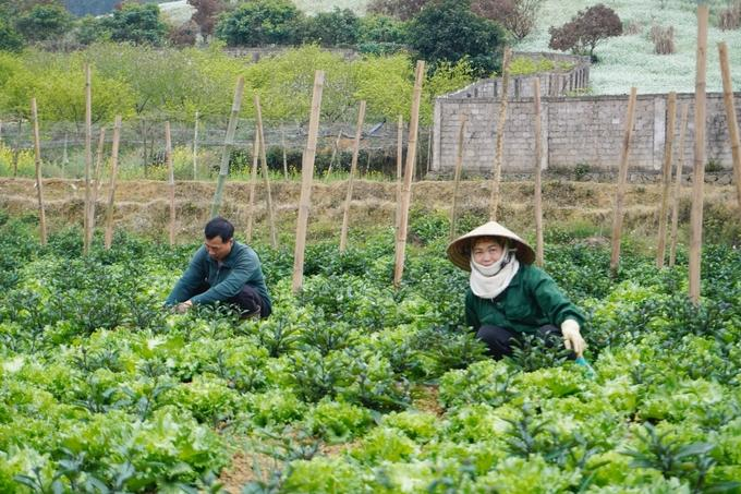 Nông Sản Sạch – Xu Hướng Tiêu Dùng An Toàn Vì Sức Khỏe nong-san-sach-viet-nam.jpg