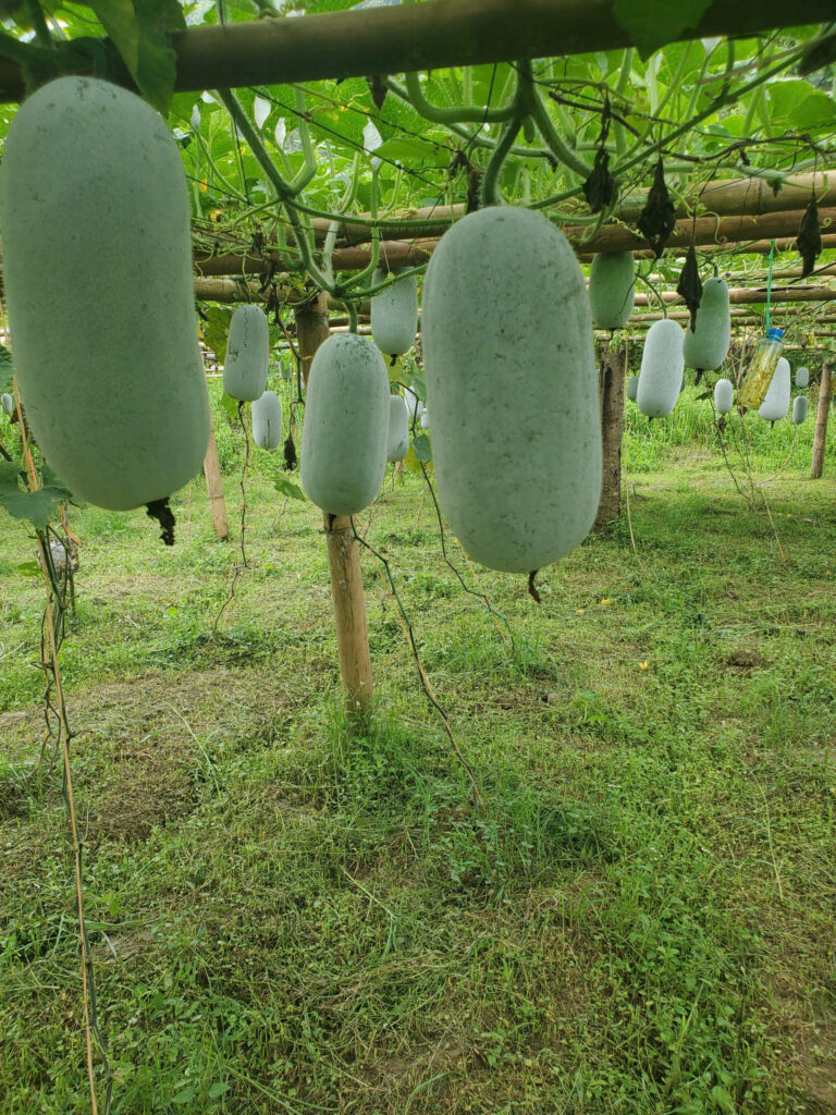 Bí Thơm Bắc Kạn – Đặc Sản OCOP Thanh Mát, Giàu Dinh Dưỡng Từ Núi Rừng Đông Bắc 1782577262799 2493070651563183932 g5014724073561286194 c05f80f5e57640f8e646c1fe98e34494